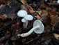 Elefántcsont-csigagomba (Hygrophorus eburneus), Pilis